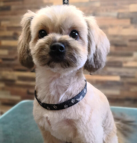 cropped-hund-64.jpg